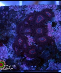 Red ring zoas