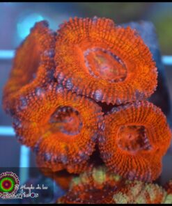 Acan lord ultra