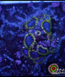 Blue tubs zoas