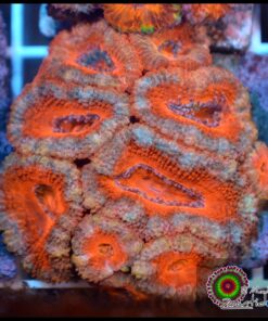Acan lord ultra