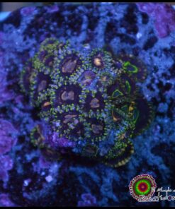Combo zoas