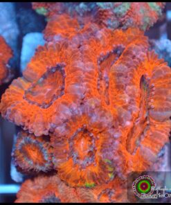 Acan lord ultra