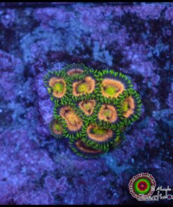 Lasser lemon zoas