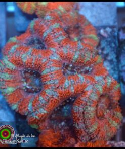Acan lord