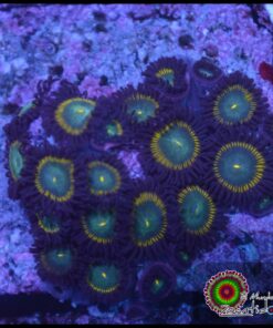 Zoas