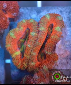 Acan lord