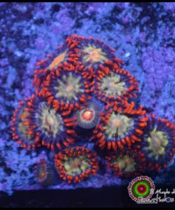 Zoas