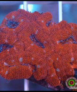 Acan lord