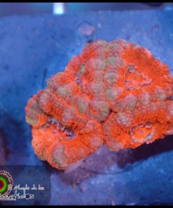 Acan lord ultra