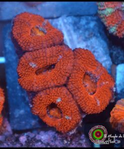 Acan lord ultra