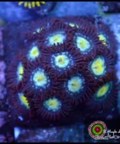 Aqua zoas