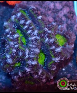 Acan lord ultra