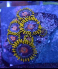 Mango zoas
