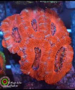 Acan lord ultra