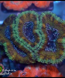 Acan lord gold