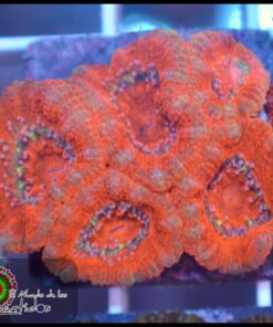 Acan lord ultra