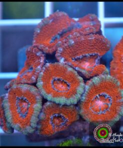 Acan lord