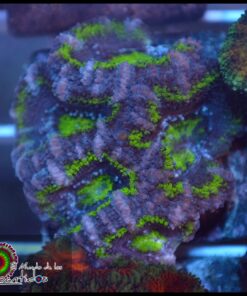 Acan lord ultra