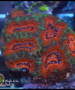 Acan lord ultra