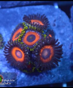 Zoas
