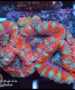 Acan lord ultra