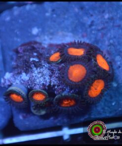 Zoas