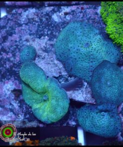 Blue mushroom