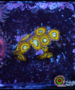 Picachu zoas