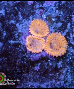 Yellow massacre zoas