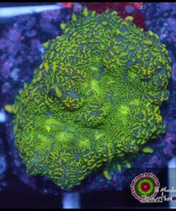 Green rhodactis