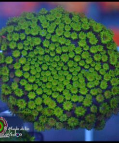 Microgoniopora
