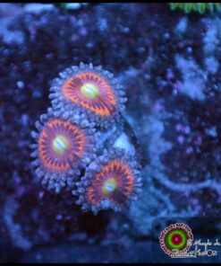 Pink palys