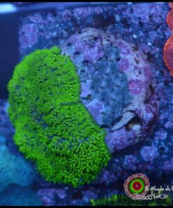Rhodactis