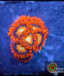 Speckled fire zoas