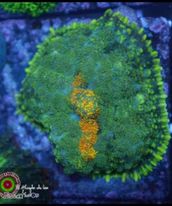 Rhodactis