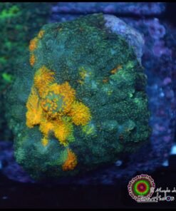 Rhodactis