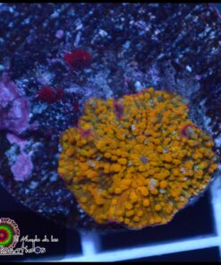 Gold rush mushroom