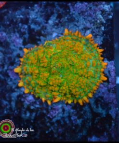 Tequila sunrise rhodactis