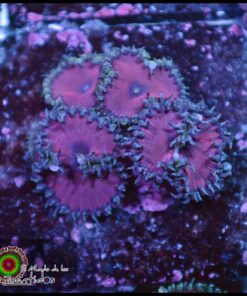 Purple death
