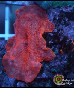 Orange rim mushroom