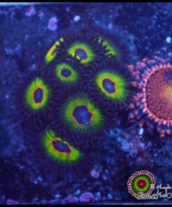 Bob Marley zoas