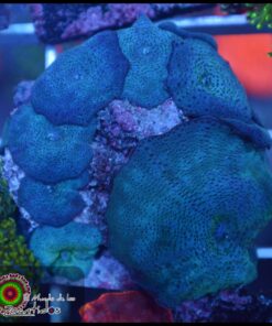 Blue mushroom