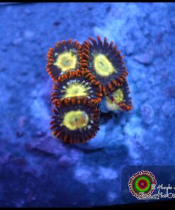 Thunder down under zoas