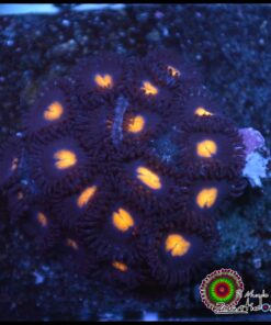 Pacman zoas