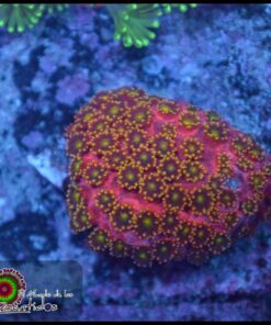 Captain crunch microgoniopora