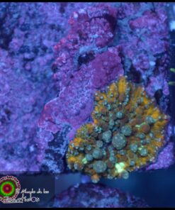 Poseidon bounce mushroom
