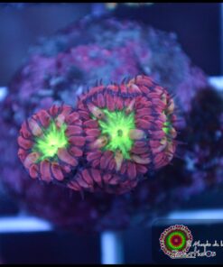 Blastomusa merletti
