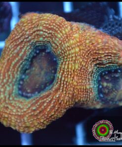 Acan bowerbanky