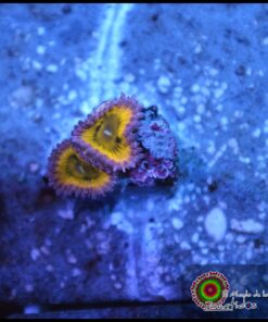 Lemon head zoas