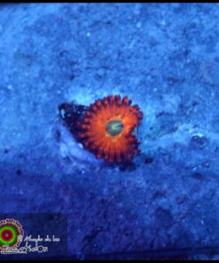 Eyegasm zoa